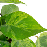 A closeup up of the Variegated Heartleaf Philodendron leaf. The foliage of this plant are heart shaped with splashes of creamy white variegation. 