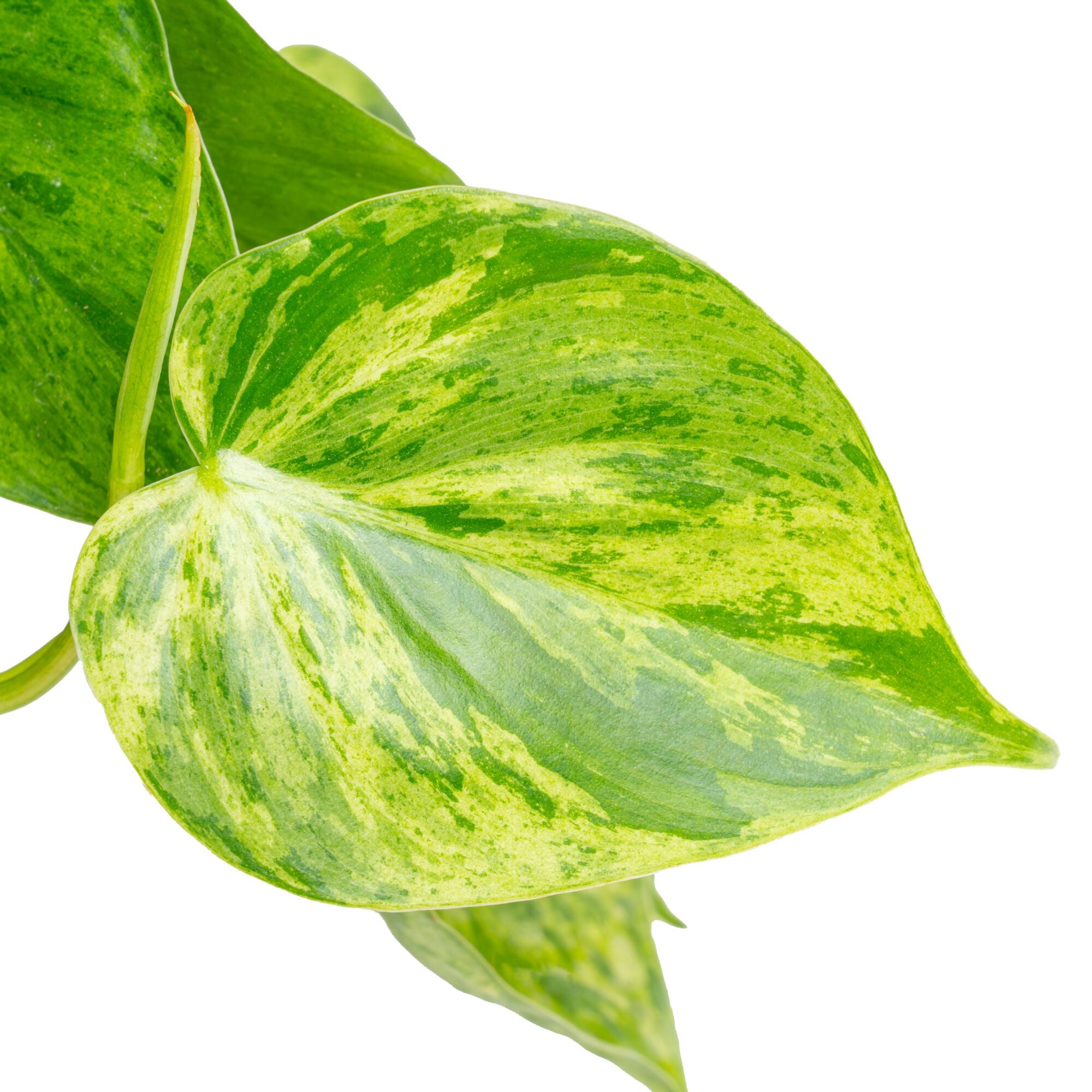 A closeup up of the Variegated Heartleaf Philodendron leaf. The foliage of this plant are heart shaped with splashes of creamy white variegation. 