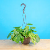 A Variegated Heartleaf Philodendron plant sits on a light wooden table with a bright baby blue backdrop. The plant is in a 6.6in black hanging basket container. The foliage of this plant are heart shaped with splashes of creamy white variegation. 