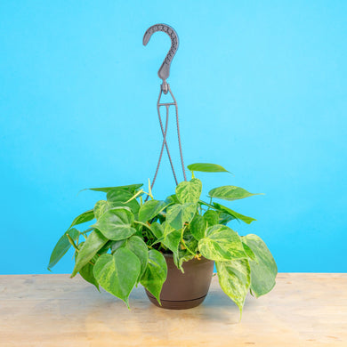 philodendron golden heart Variegated Heartleaf Philodendron