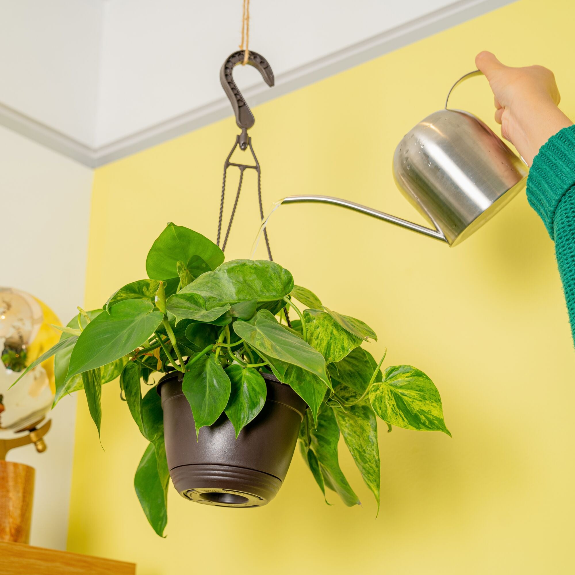 A Variegated Heartleaf Philodendron plant hangs from a ceiling in a 6.6in hanging basket. The backdrop is a yellow wall with a clear globe on a shelf. A hand extends out to water the plant with a silver watering can. The foliage of this plant is heart shaped with splashes of creamy white variegation. 