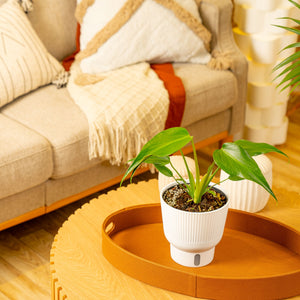 A 6in Burle Marx Flame plant is in a white self-watering container in a living room setup. The leaves are a unique pointed teardrop shape.