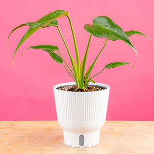 A 6in Burle Marx Flame plant is in a white self-watering container with a bright pick backdrop. The leaves are a unique pointed teardrop shape.