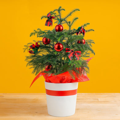Norfolk Island Pine | medium – Costa Farms