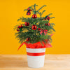 Norfolk Island Pine | medium
