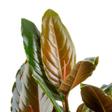 Rhodospatha Rojo | medium