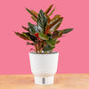 Rhodospatha Rojo | medium