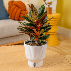 Rhodospatha Rojo | medium