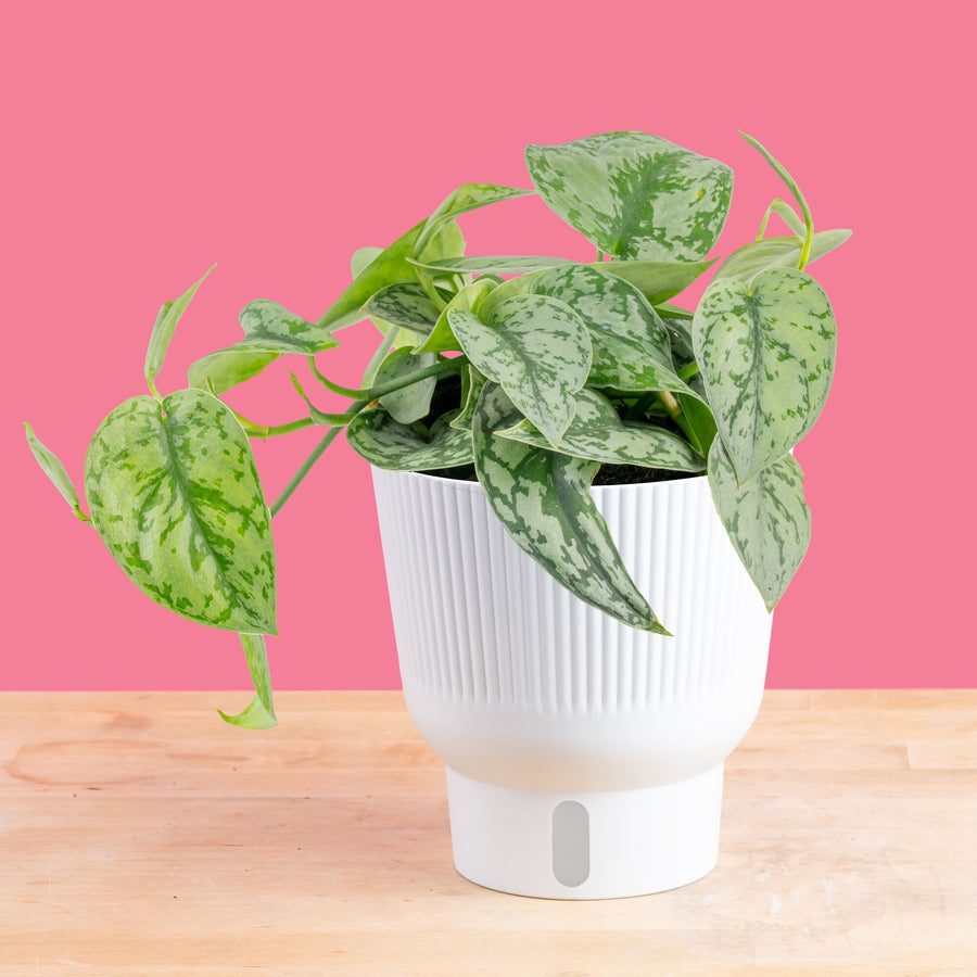 A 6in Scindapsus Silver Lady plant sits on a light wooden table, with a bright pink backdrop. The plant is in a white self-watering decor container. Its leaves are pointed with splashes of silver. 