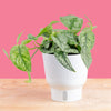 A 6in Scindapsus Silver Lady plant sits on a light wooden table, with a bright pink backdrop. The plant is in a white self-watering decor container. Its leaves are pointed with splashes of silver. 