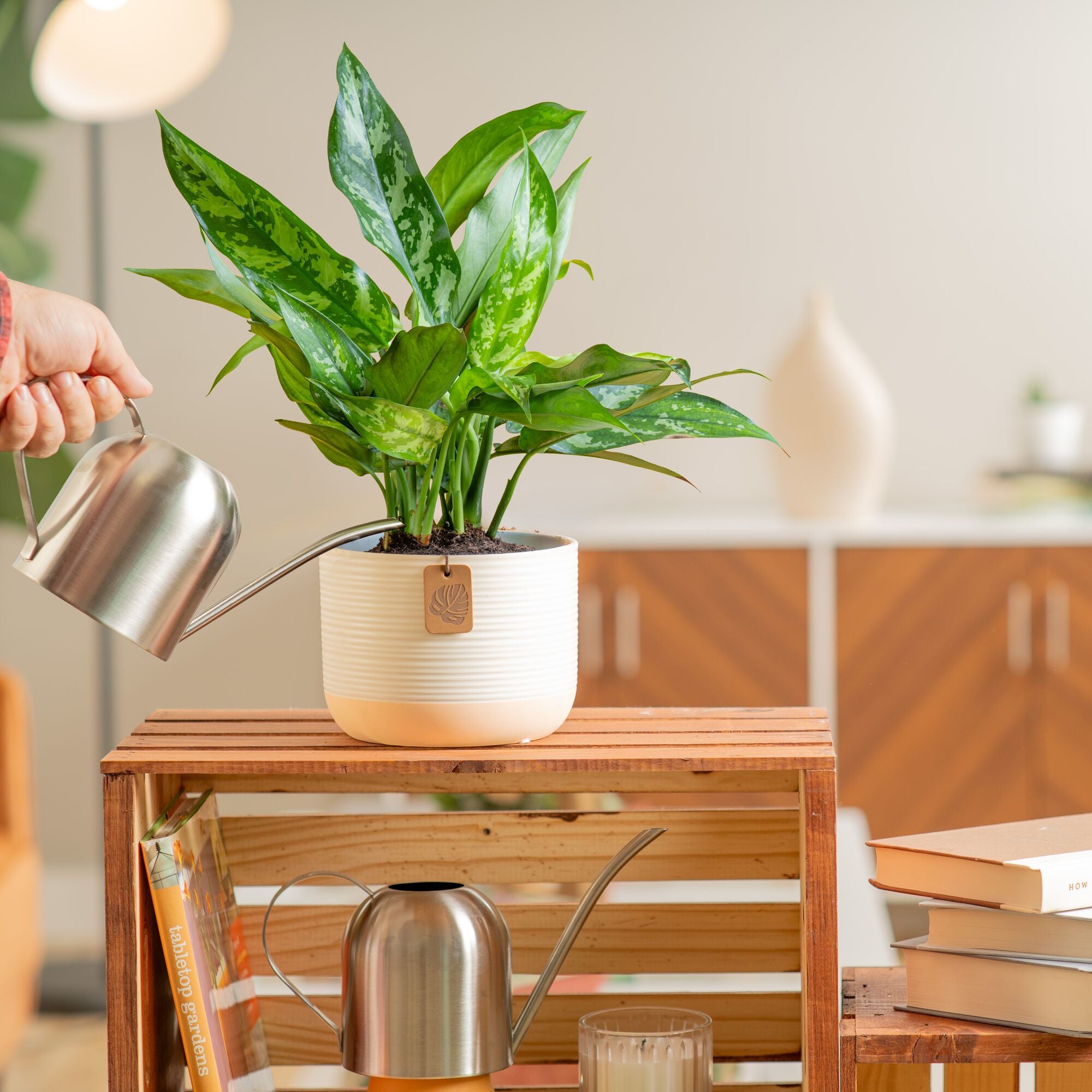 emerald beauty aglaonema in two tone cream and white pot being watered by someone in their living room