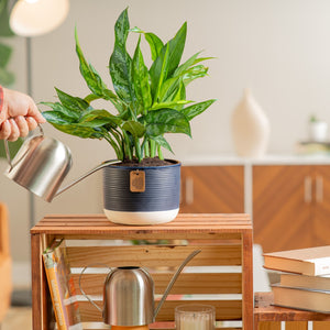 emerald beauty aglaonema in two tone navy and white pot being watered by someone in their living room