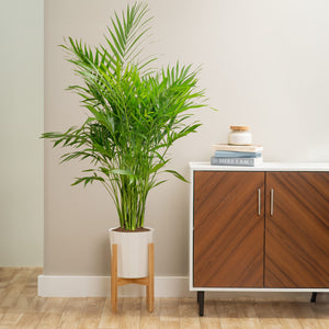 12 Indoor Palm Plants That Are Easy to Care For