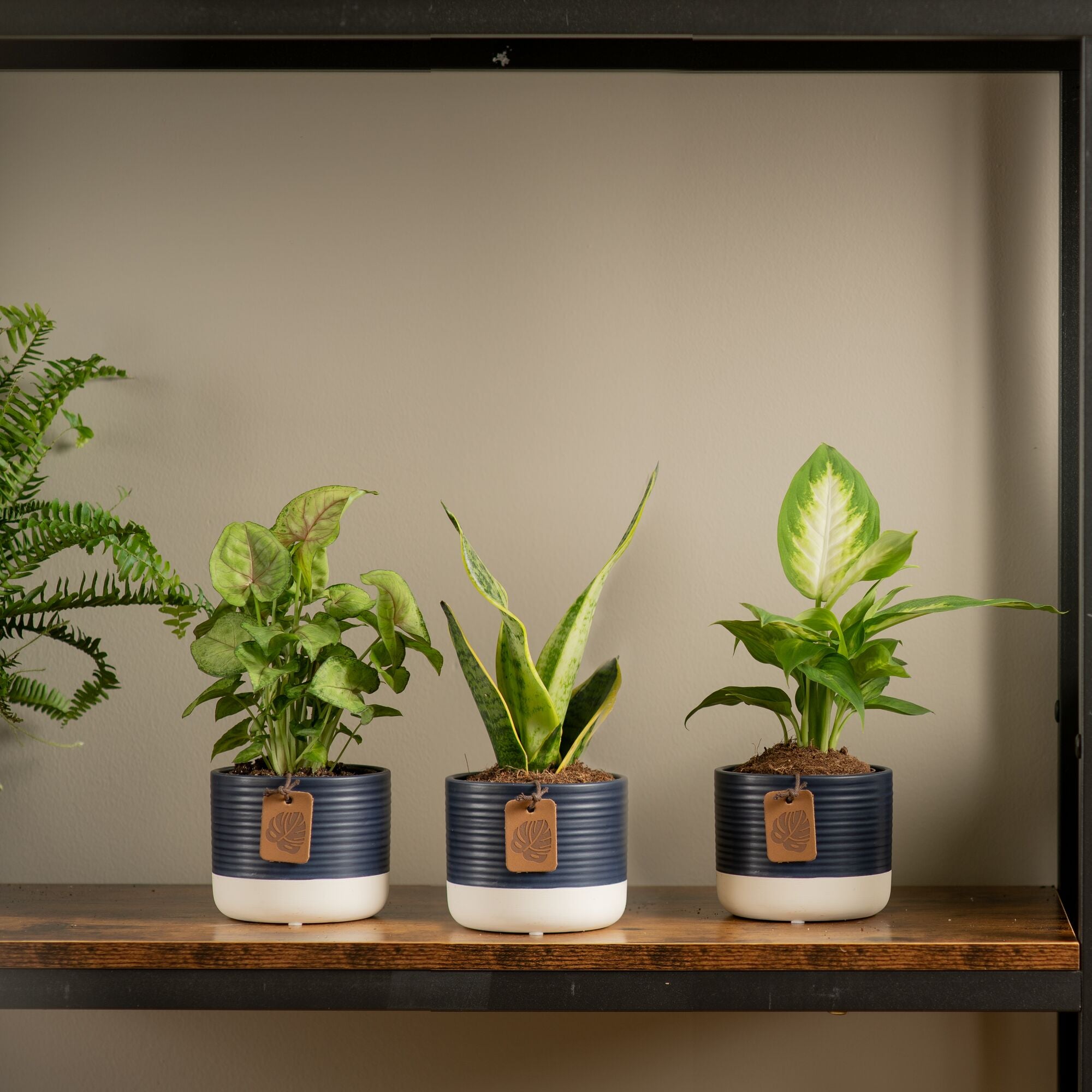 3 different varieties of plants from clean air pack plant in a textured décor pot atop a wooden and iron shelf in someones home