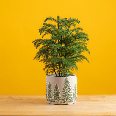 Norfolk Island Pine | small – Costa Farms