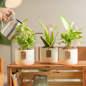 a pack of 3 clean air plants plant in a textured decor pot on top of a crate shelf, being cared for by someone in their brightly lit living room, the plants are a variety mix