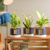3 different varitety plants from clean air pack plant in a textured decor pot on top of a crate shelf, being cared for by someone in their brightly lit living room