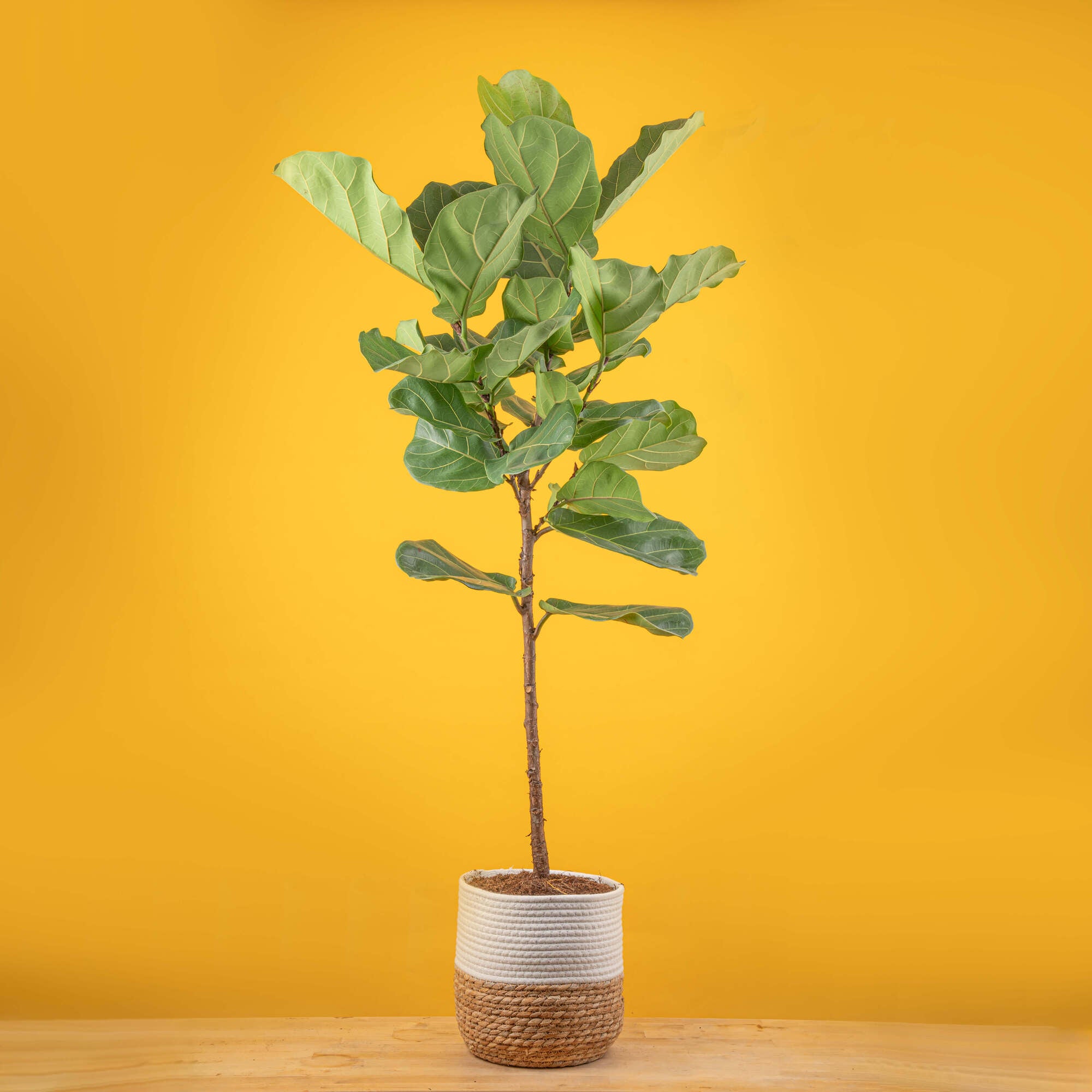 large ficus lyrata standard in white and modern planter, the planter is on a wooden stand and its set against a bright yellow background