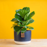 little fiddle leaf fig plant in a two tone navy and white ceramic pot, against a bright yellow background 