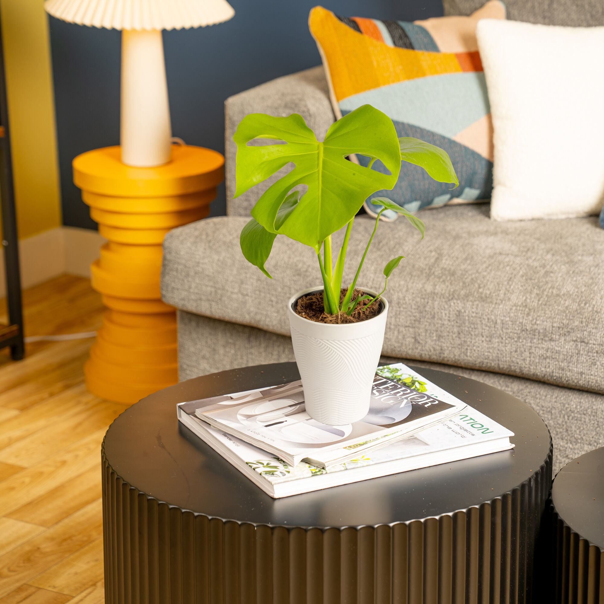 Monstera Golden Compact | medium