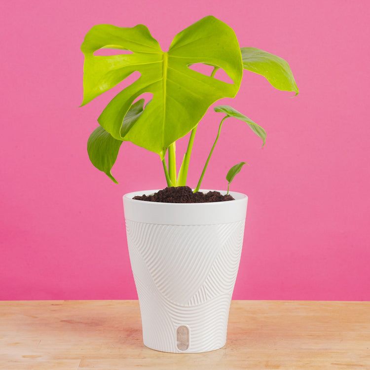 medium monstera deliciosa Monstera Golden Compact
