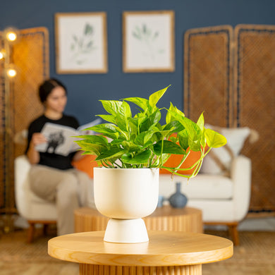 jessenia pothos costa farms Pothos Jessenia Bright