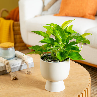 self watering pothos Pothos Jessenia Bright