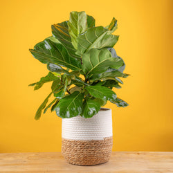 A tall ficus lyrata bush plant in a two tone weave basket. The plant is set against a bright yellow background.
