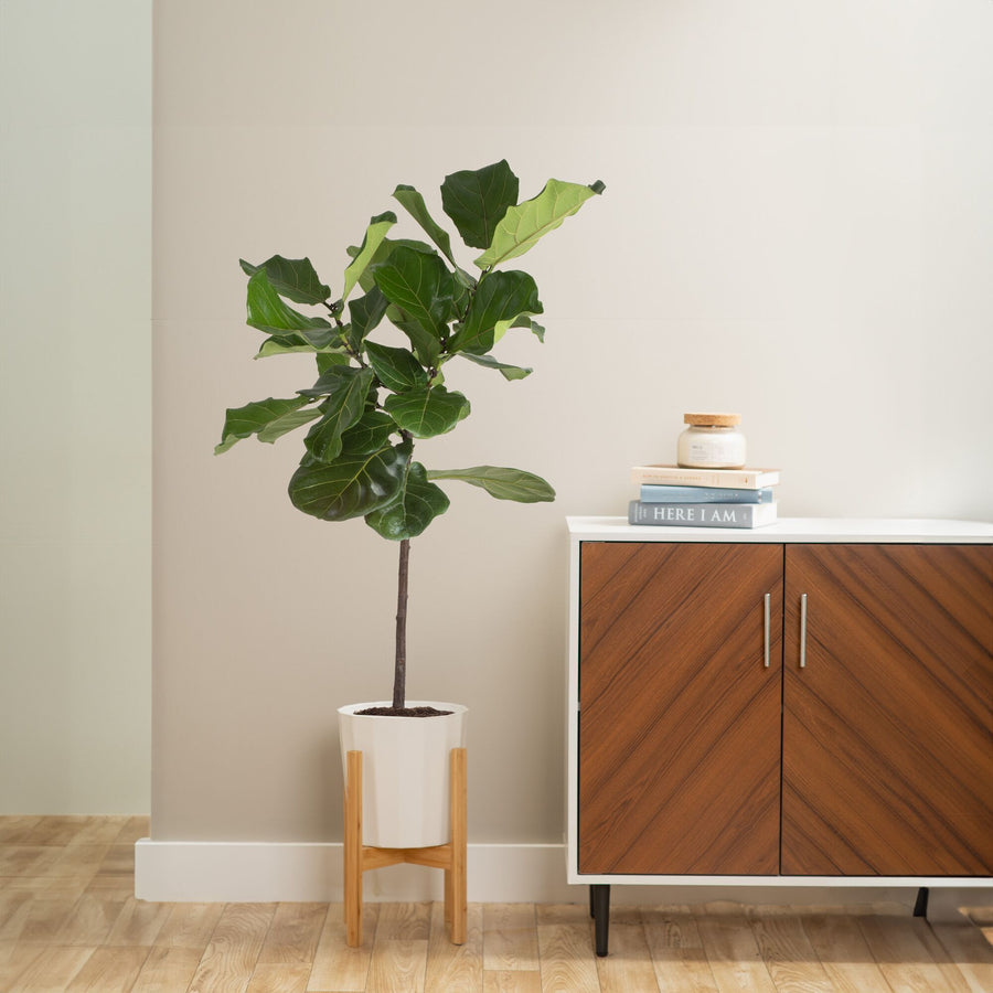 ficus lyrata standard showcased in someones home, next to a hutch