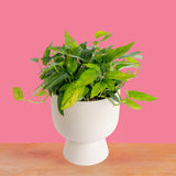 Pothos Mini Mint | medium