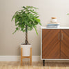 braided pachira money tree in white pot and wooden plant, next to a cabinet in a brightly lit living room 