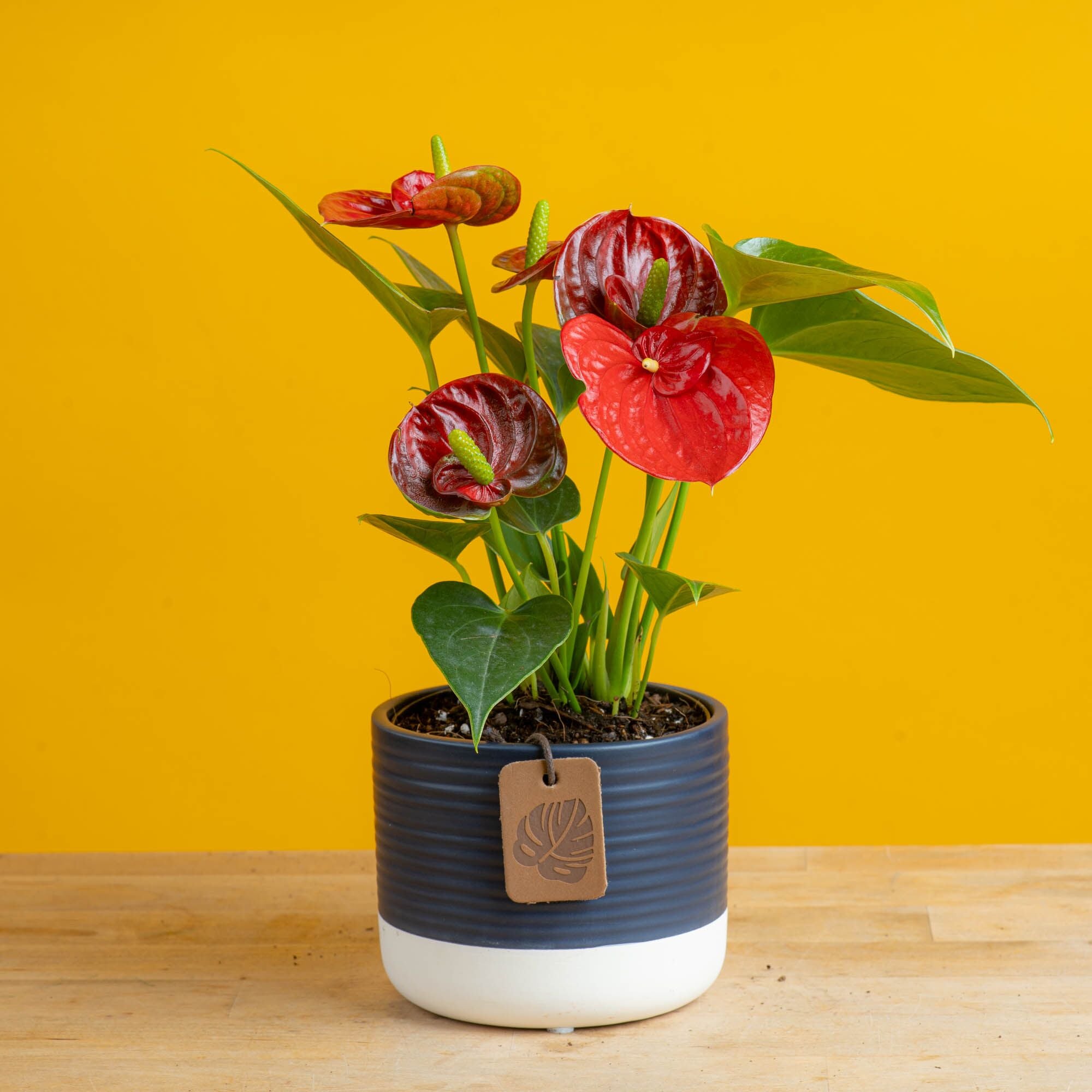 anthurium plant in navy blue pot with 4 blooms on a yellow background