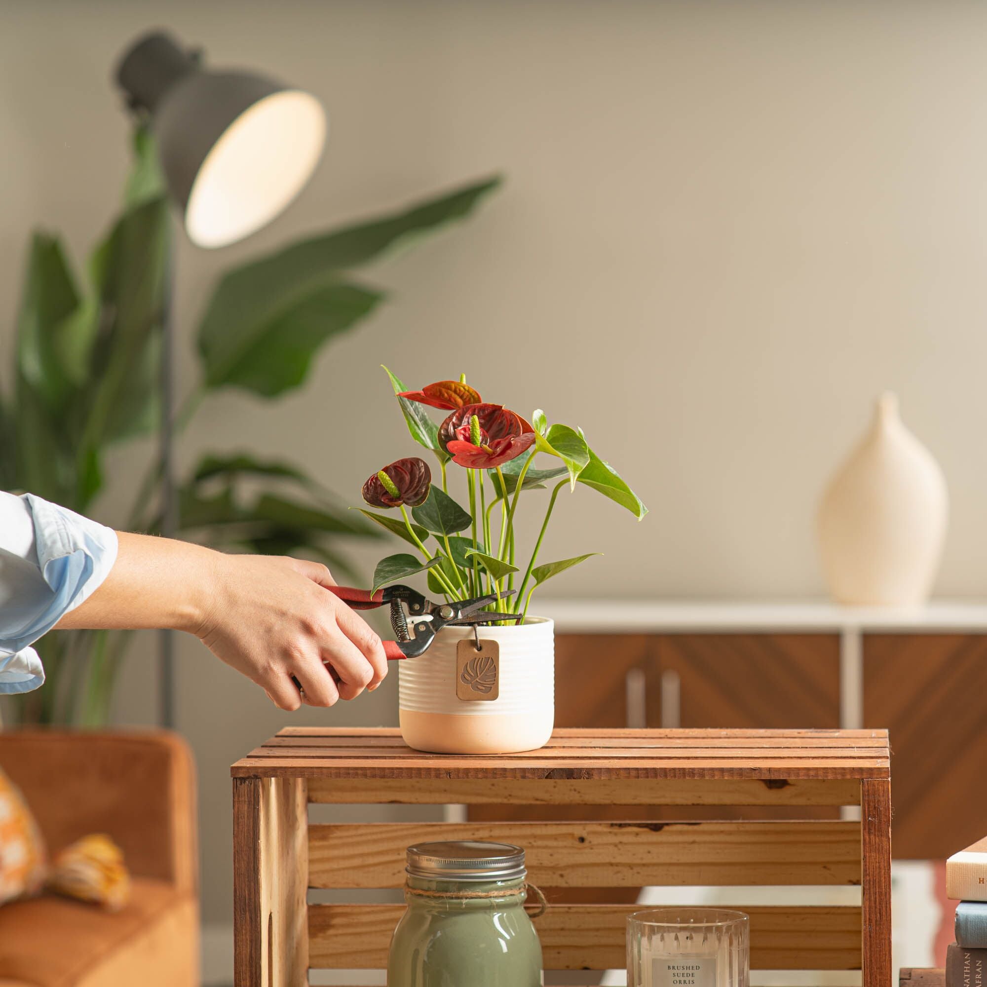 a person trimming an anthurium plant in a cream pot with 3 blooms in a living room