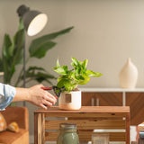 small golden pothos plant being pruned by someone in their living room 