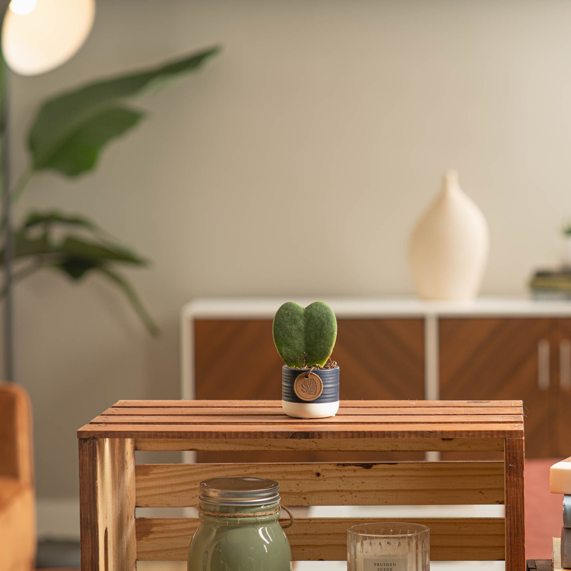 A small Sweetheart Hoya plant sits on a light wooden shelf. The plant is in a cute blue & white ceramic decor pot.