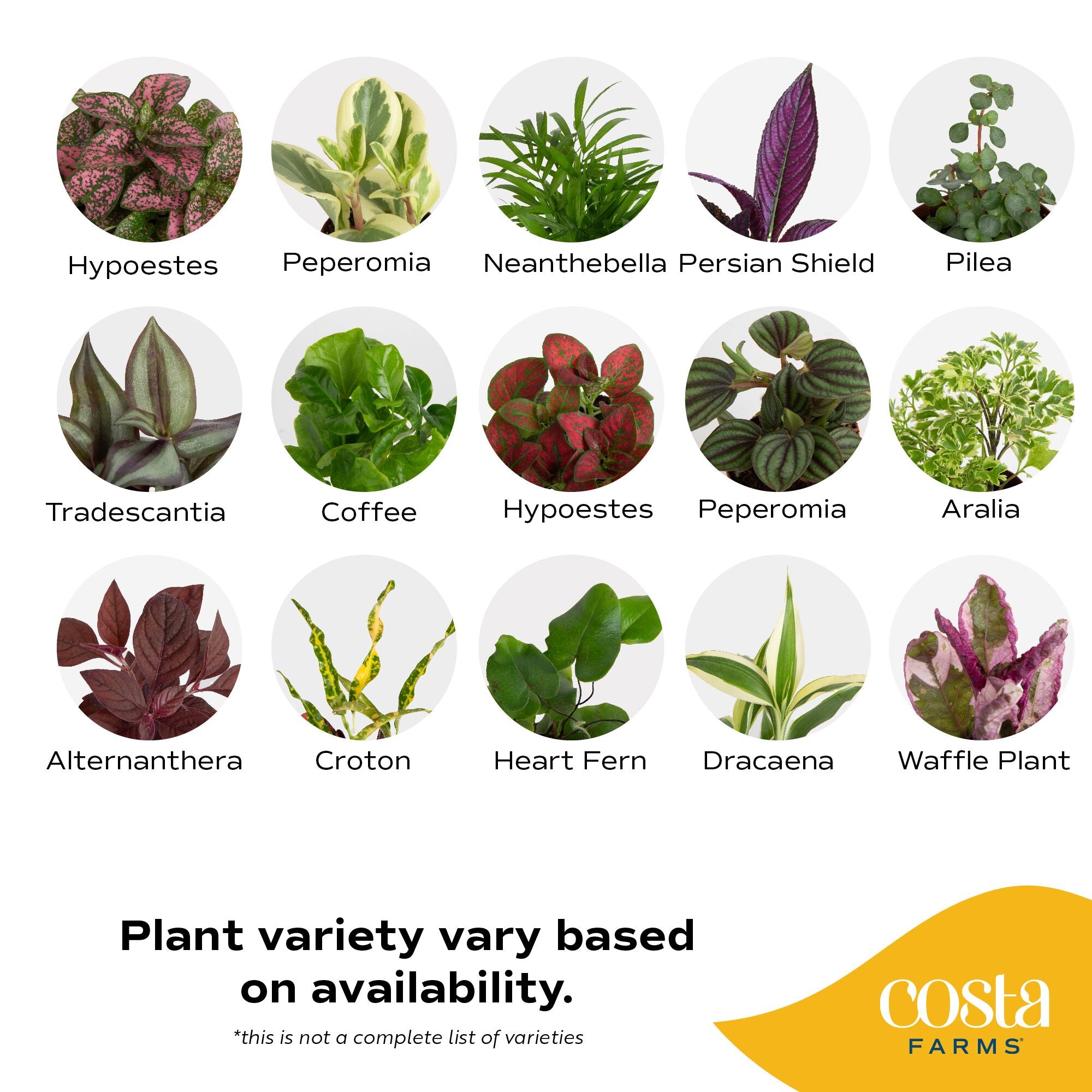 Assorted Foliage | teacup