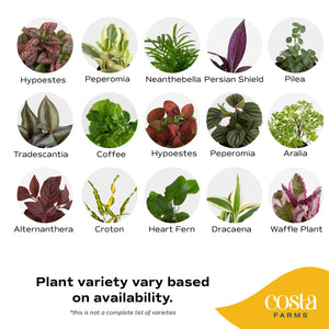 Assorted Foliage | teacup