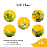 digital illustration to showcase which varieties of Holya may be shipped at any given time. there are 5 varieties of hoyas that can be randomyl shipped depending on availability 