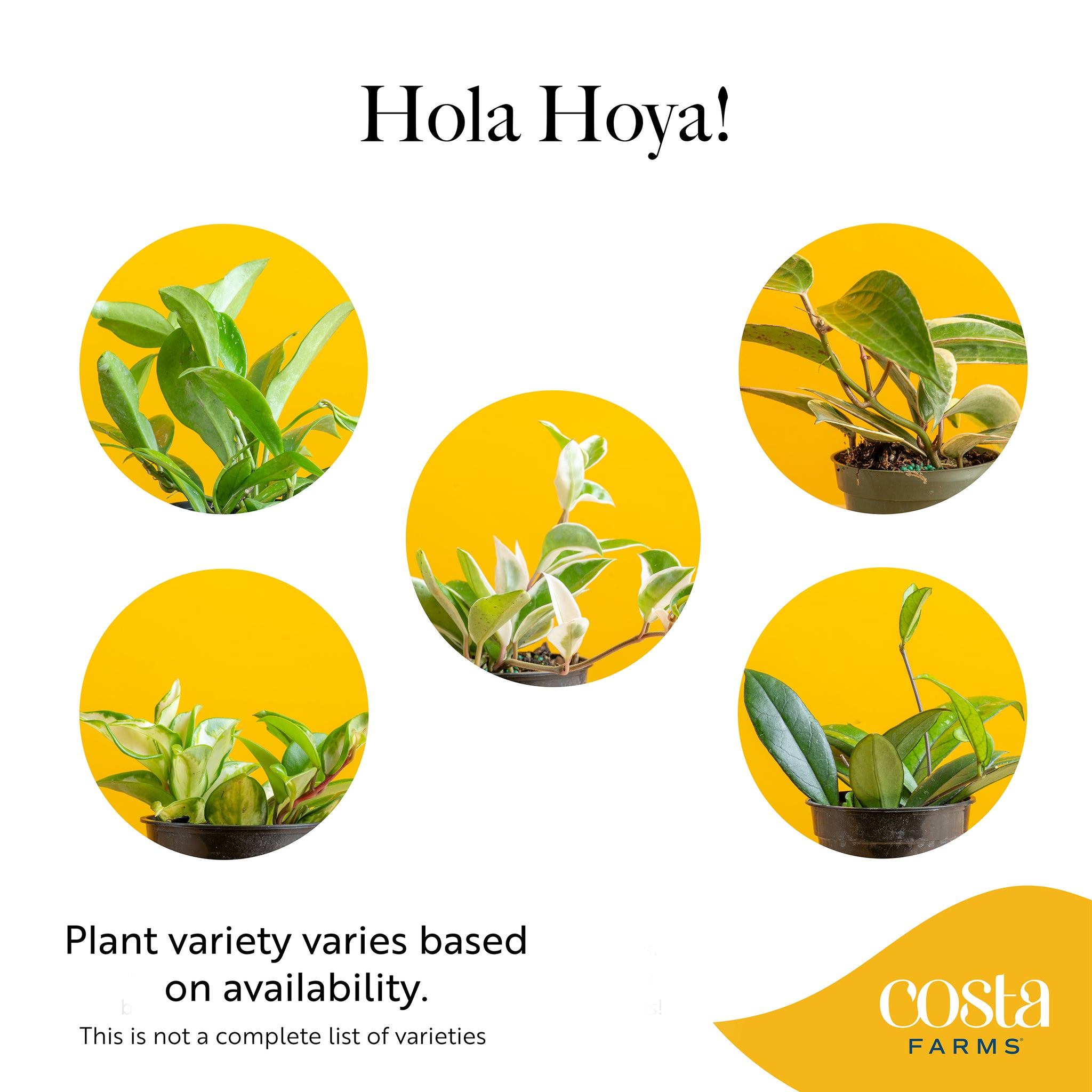 digital illustration to showcase which varieties of Holya may be shipped at any given time. there are 5 varieties of hoyas that can be randomyl shipped depending on availability 