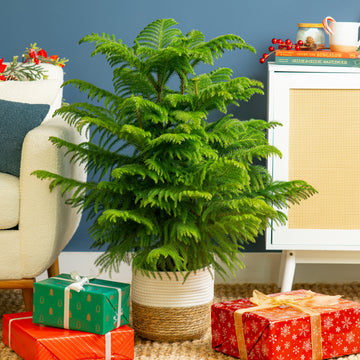 Norfolk Island Pine