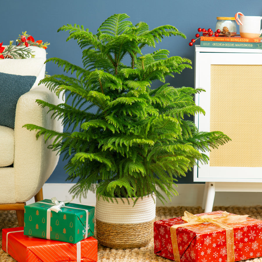 Norfolk Island Pine | large