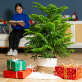 Norfolk Island Pine | large