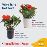 Tropical Hibiscus HibisQs® Constellation Draco | medium