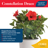 Tropical Hibiscus HibisQs® Constellation Draco | medium