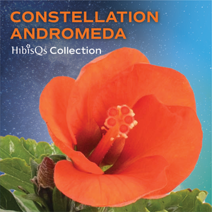 Tropical Hibiscus Constellation Andromeda | medium