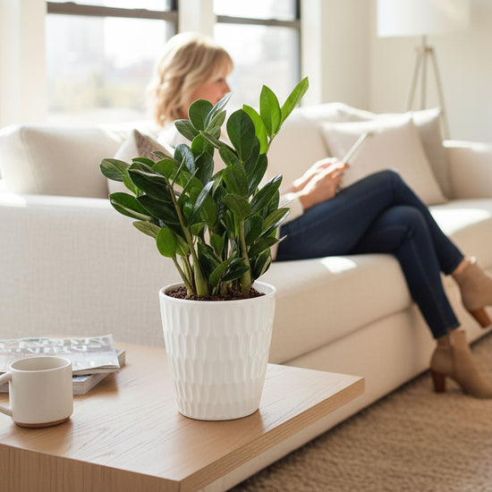 ZZ Plant