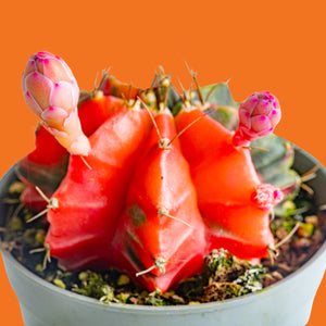 Variegated Moon Cactus | small
