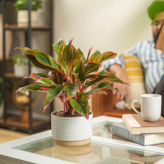 Aglaonema
