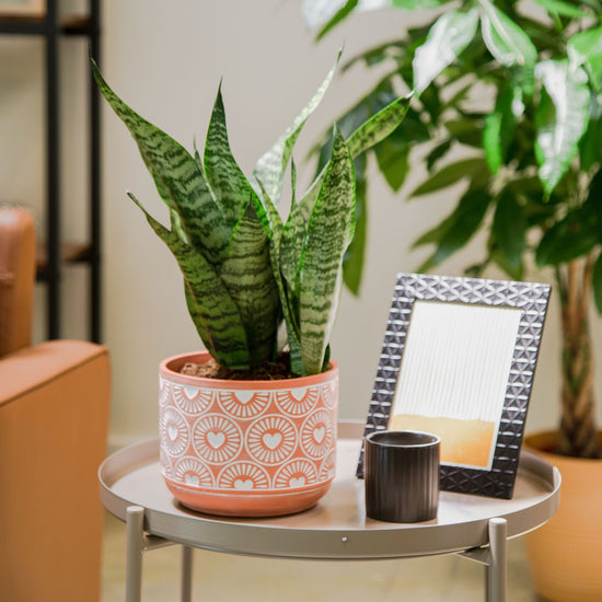 Snake Plant