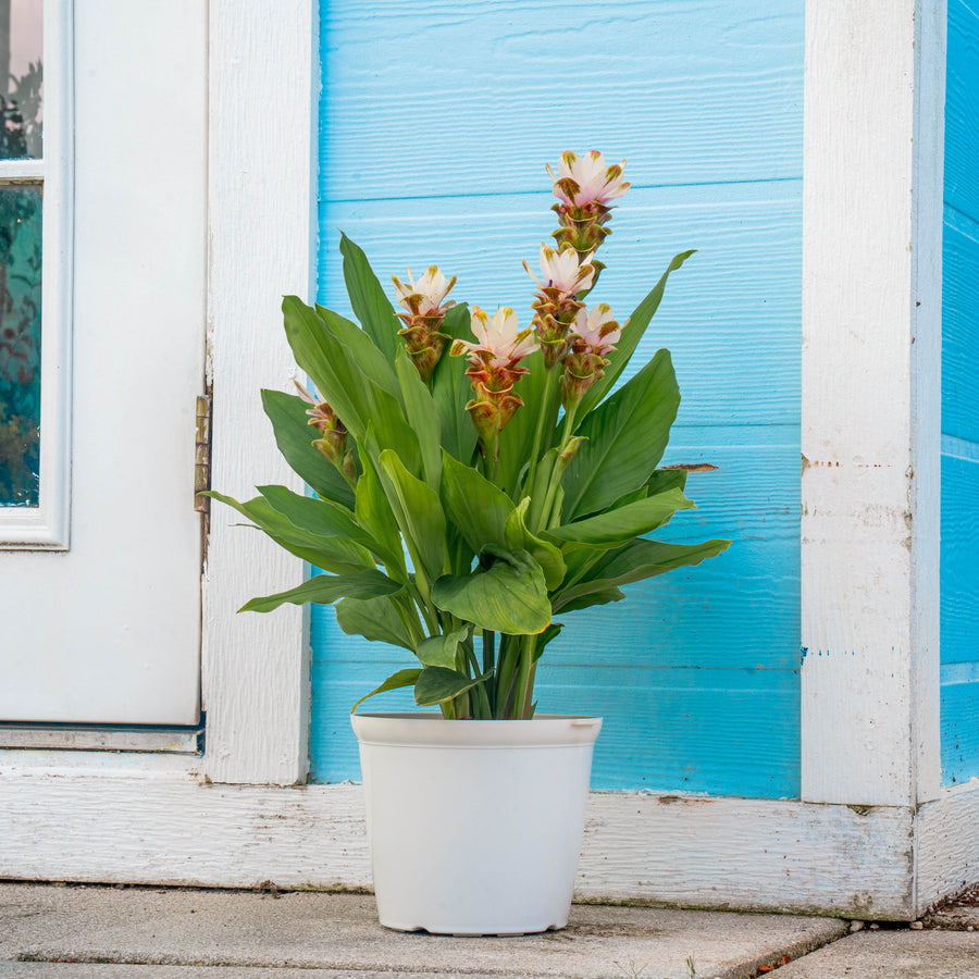 A Siam Sparkling Curcuma plant is set outdoors by a baby blue house. The plant has beautiful green foliage and white blooms.
